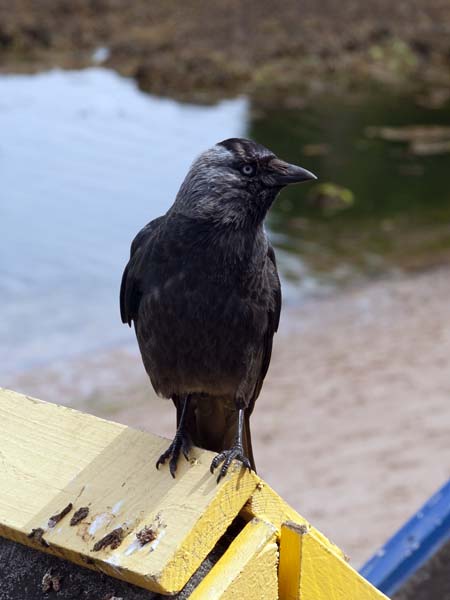 Hooded Crow,Torquay,Bird