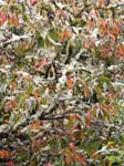 Lichen Covered Tree