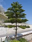 A Norfolk Island Pine (Araucaria heterophylla)