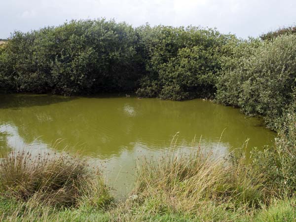 Wrack Hills Pond,Runswick