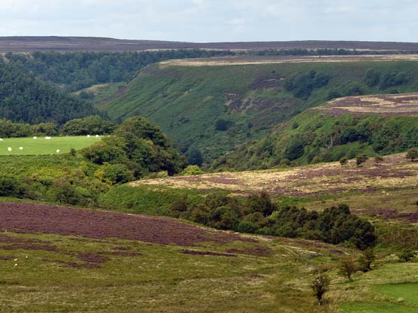 Newtondale,Valley,Heather,Moors