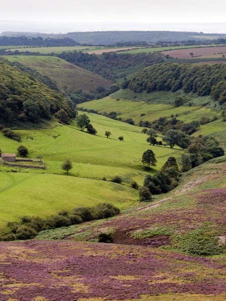 Levisham Beck Valley,Heather,Moors