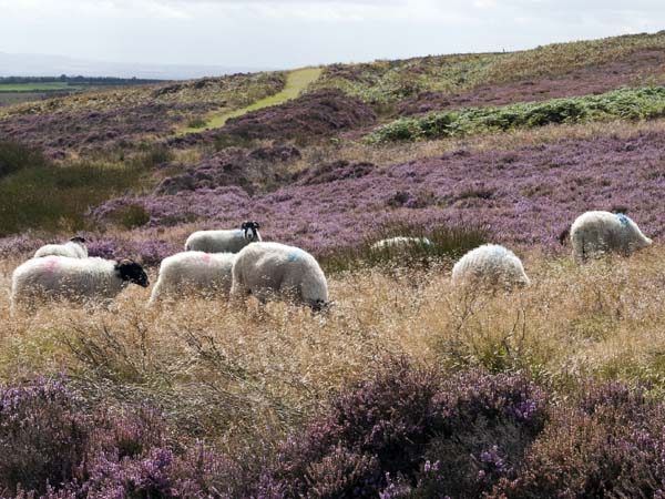 Sheep,Levisham Moor,Heather