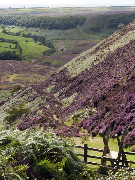 Hole of Horcum,Heather,Stile,Valley,Moors