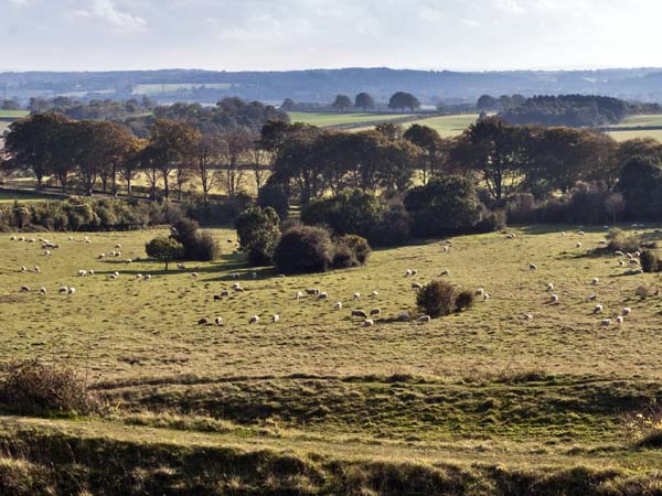 Badbury,Rings,trees