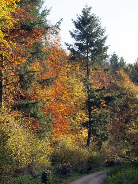 Trees,Stubhampton Bottom,Ashmore,Autumn Leaves