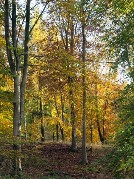 Trees,Stubhampton Bottom,Ashmore,Autumn Leaves