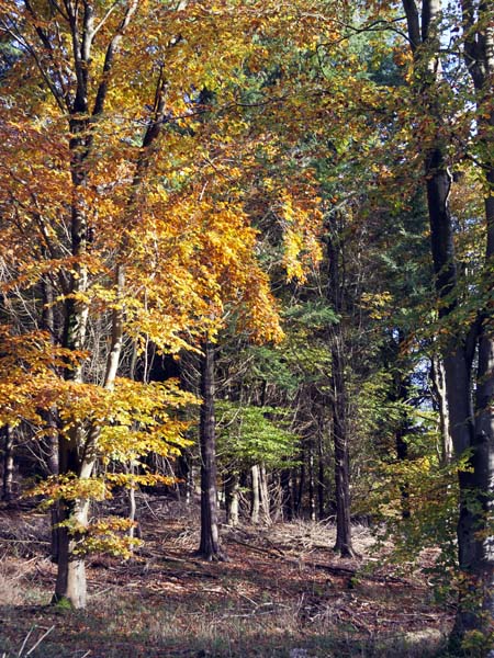 Trees,Stubhampton Bottom,Ashmore,Autumn Leaves