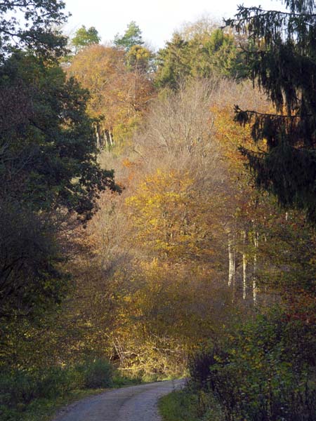 Trees,Stubhampton Bottom,Ashmore,Autumn Leaves
