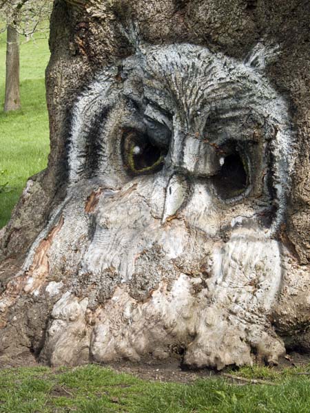 Owl,Stourhead,Tree