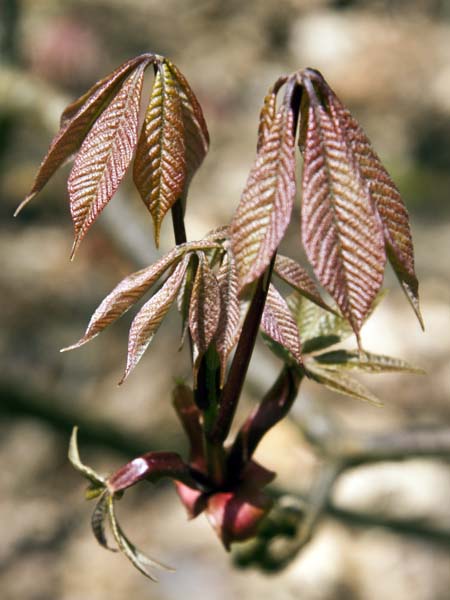 Leaves,Horse Chestnut,Tree