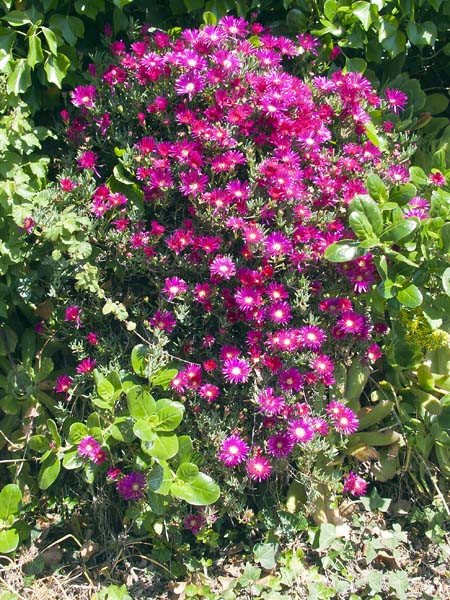 Sea Fig,Carpobrotus chilensis