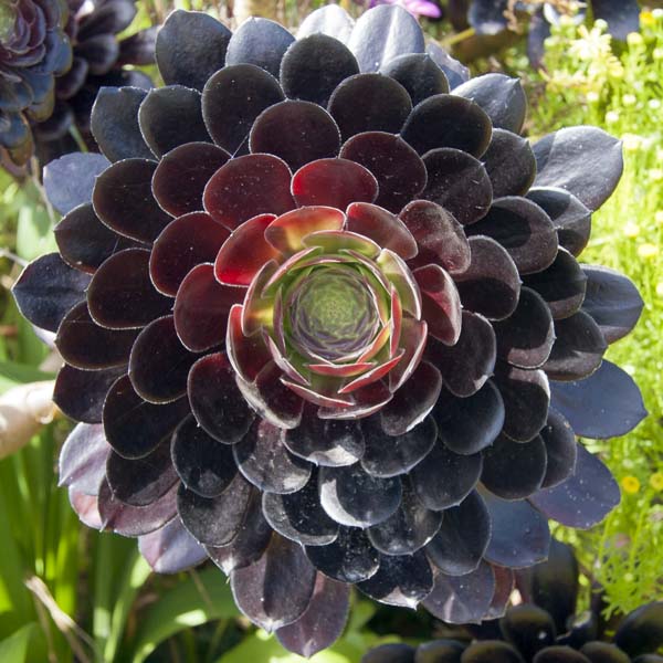Aeonium arboreum Atropurpureum