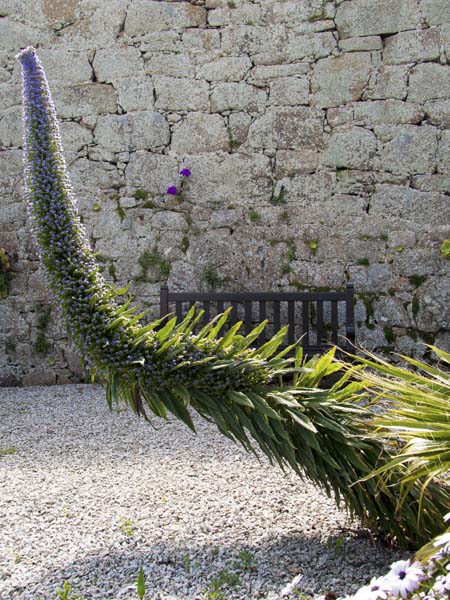 Echium pininiana,Garrison,Hugh Town,St Mary's
