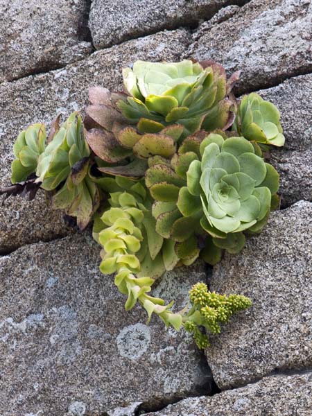 Aeonium,Garrison,Hugh Town,St Mary's