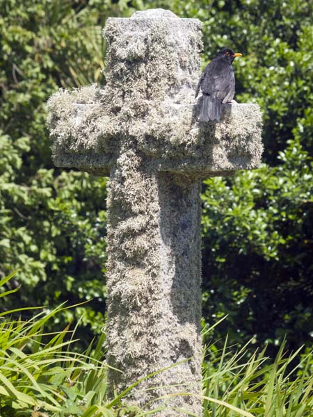 Blackbird,Turdus merula,Cross,Old Town,Churchyard,St Mary's,Graves