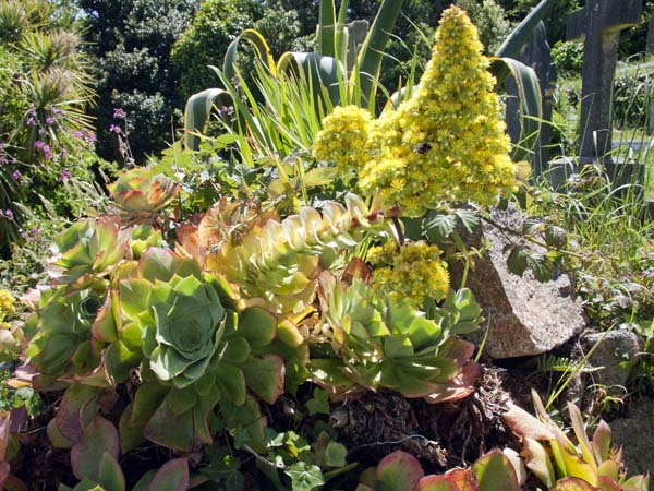 Aeonium arboreum