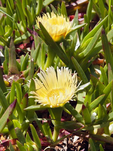 Hottentot Fig,Carpobrotus edulis