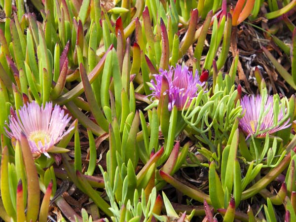 Hottentot Fig,Carpobrotus edulis