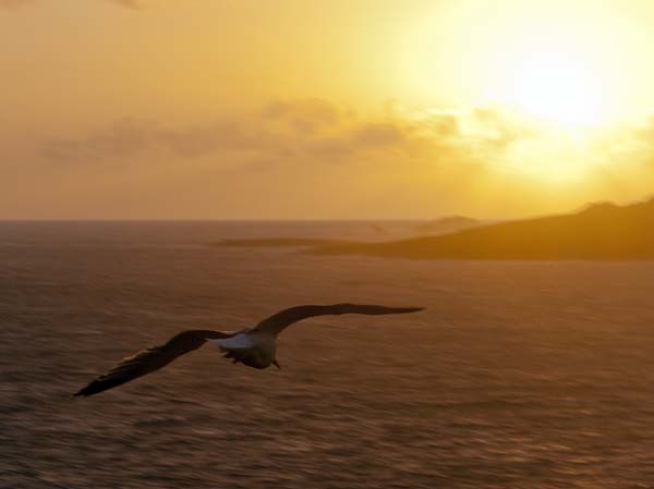 Sunset,Gull,Garrison,Hugh Town,St Mary's,Bird