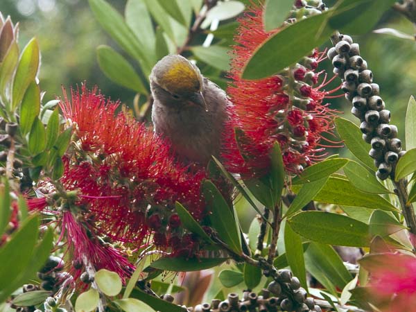Sparrow,Callistemon citrinus,Tresco Abbey Gardens,Flowers,Bird