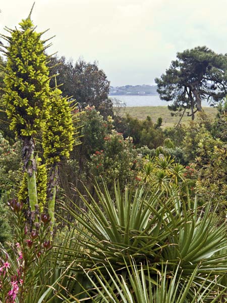 Aloes,Tresco Abbey Gardens