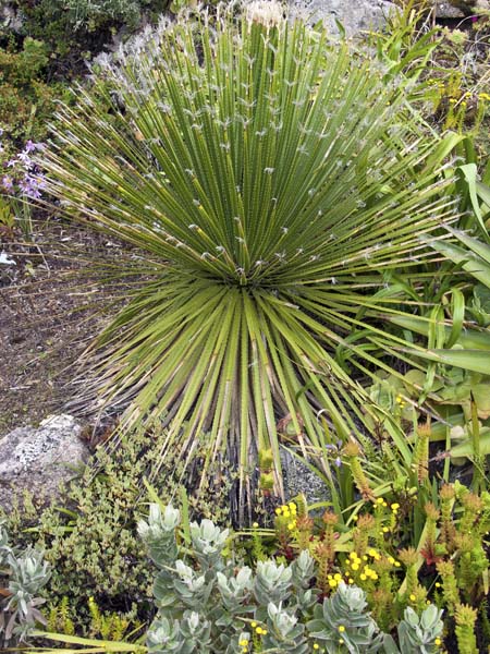 Agave stricta,Tresco Abbey Gardens