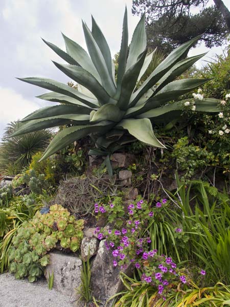 Agave americana,Tresco Abbey Gardens