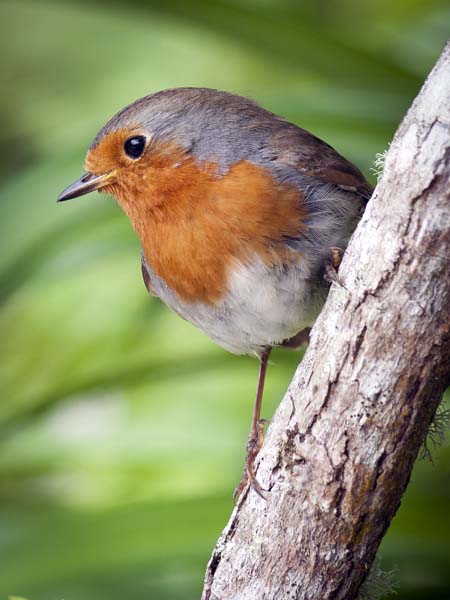 Robin,Erithacus rubecula