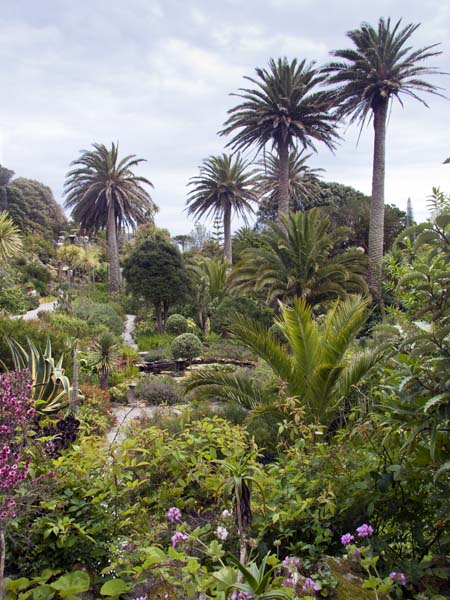 Middle Terrace,Tresco Abbey Gardens