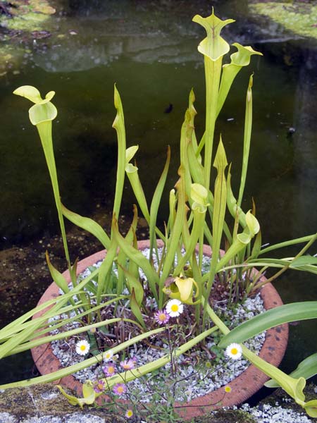 Pitcher Plants,Tresco Abbey Gardens
