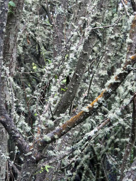 Lichen,Lower Moors,St Mary's
