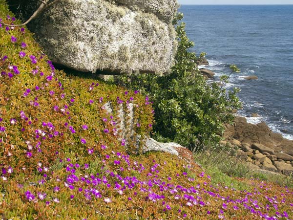 Purple Dewplant,Disphyma crassifolium,St Mary's,Rocks