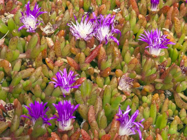 Purple Dewplant,Disphyma crassifolium,St Mary's