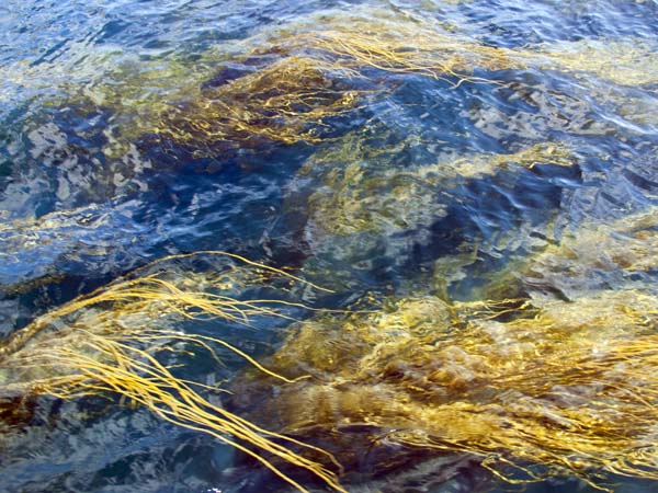Seaweed,Northern Rocks