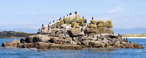 Shags,Northern Rocks
