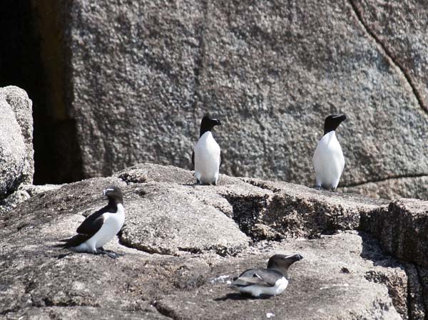 Razorbills,Alca torda,Northern Rocks