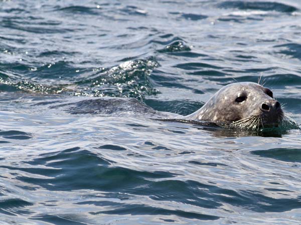 Grey Seal,Halichoerus grypus,Northern Rocks