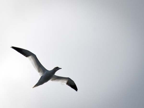 Northern Gannet,Morus bassanus,Northern Rocks