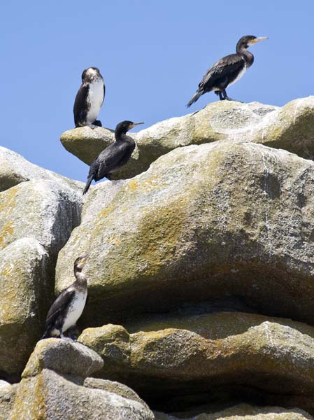 Cormorants,Phalacrocorax carbo,Northern Rocks