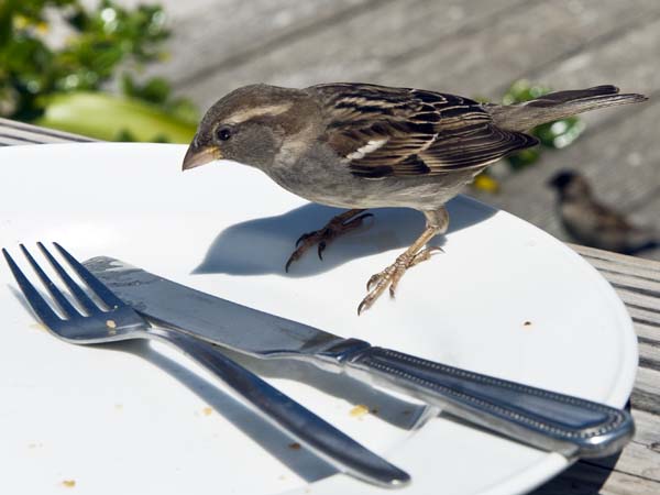 House Sparrow,Passer domesticus,St Agnes