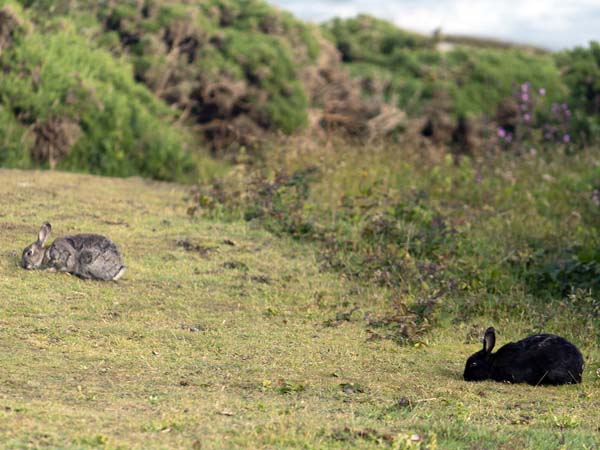 Rabbits,Garrison,Hugh Town,St Mary's