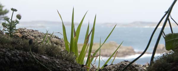Lookout,Mount Todden,Battery,Down,St Mary's