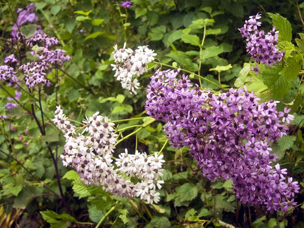 Cineraria Pericallis hybrida,St Mary's,Flowers