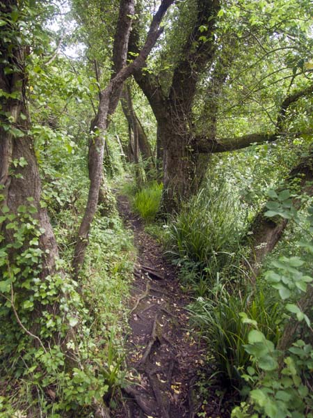 Holy Vale,Nature Trail,St Mary's,Trees