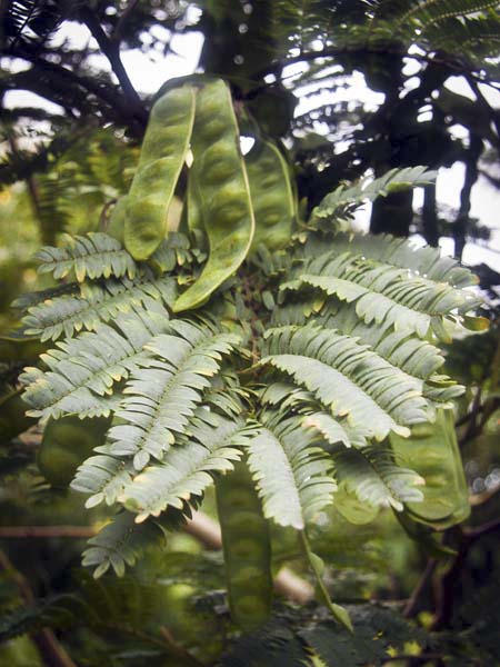 Albizia julibrissi,Pods,Carreg Dhu,St Mary's