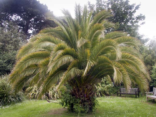 Canary Island Date Palm,Phoenix canariensis,Carreg Dhu,St Mary's