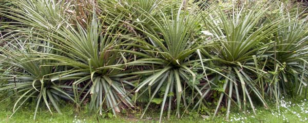 Aloes,Carreg Dhu,St Mary's