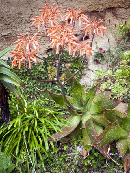 Zebra Aloe,Aloe maculata,Carreg Dhu,St Mary's,Flowers