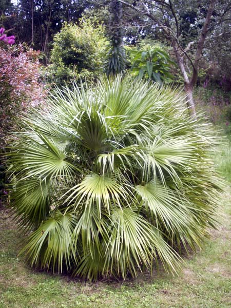 Chusan Palm,Trachycarpus fortunei,Carreg Dhu,St Mary's